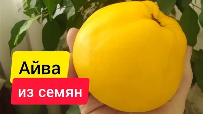 Работы с айва деревом: впечатляющие фотографии