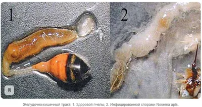 Загадочные фотографии Акарапидоза пчел