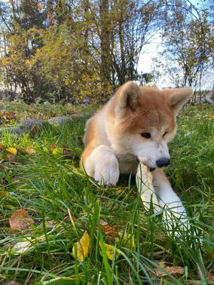 Уверенный акита ину на фотографии