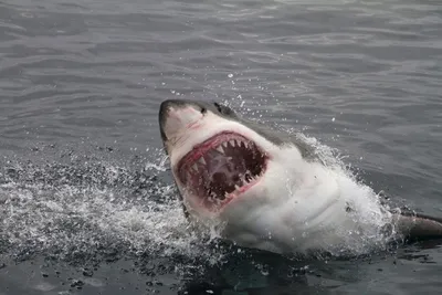 Вода красная от крови: Фотография акулы, съедающей человека