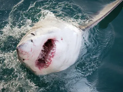 Опасные воды: Фотография акулы и ее человеческой добычи