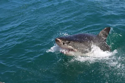 Опасная встреча: Фотография момента, когда акула съедает человека