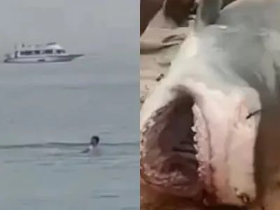 Жестокая природа: Фото момента, когда акула съедает человека
