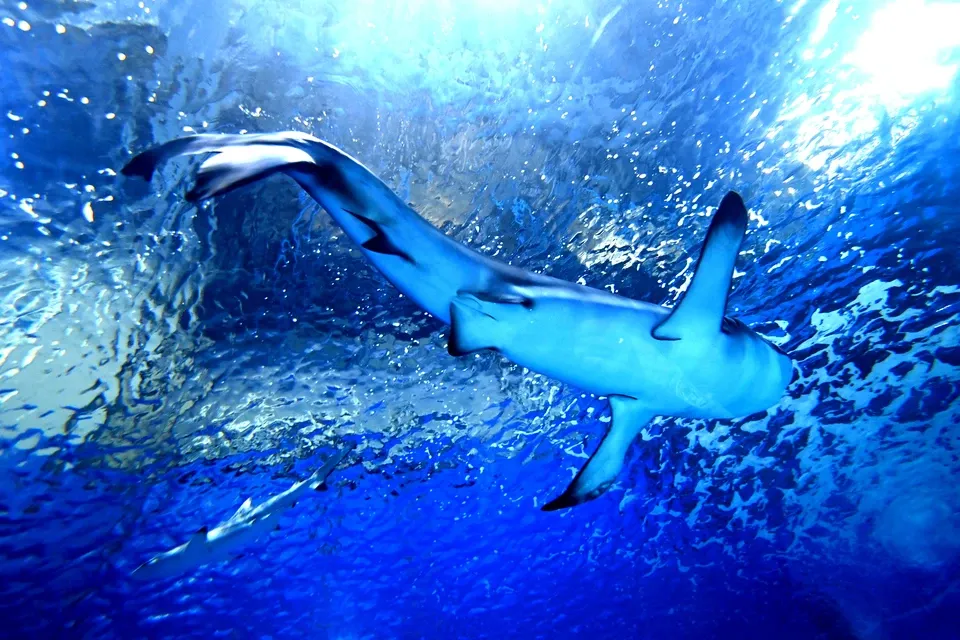 Красивые акулы