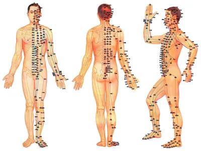 Акупунктурные точки на теле человека: Изображение высокого разрешения в формате JPG