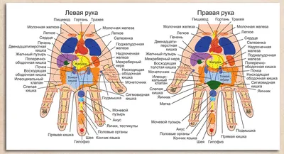 Изображение акупунктурных точек: выберите размер и формат для скачивания