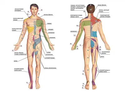 Изображение акупунктуры на человеке: JPG, PNG, WebP