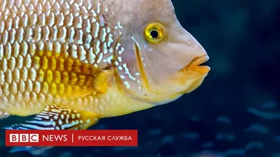 Большое изображение аквариумных рыб хищников для баннера