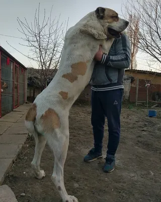 Фотографии для Души: Алабай и Человек во Всех Размерах