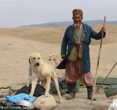 Лучшие Фото: Истории Дружбы между Алабаем и Человеком