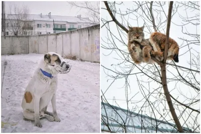 Лучшие Моменты: Алабай и Человек в Завораживающих Фотографиях