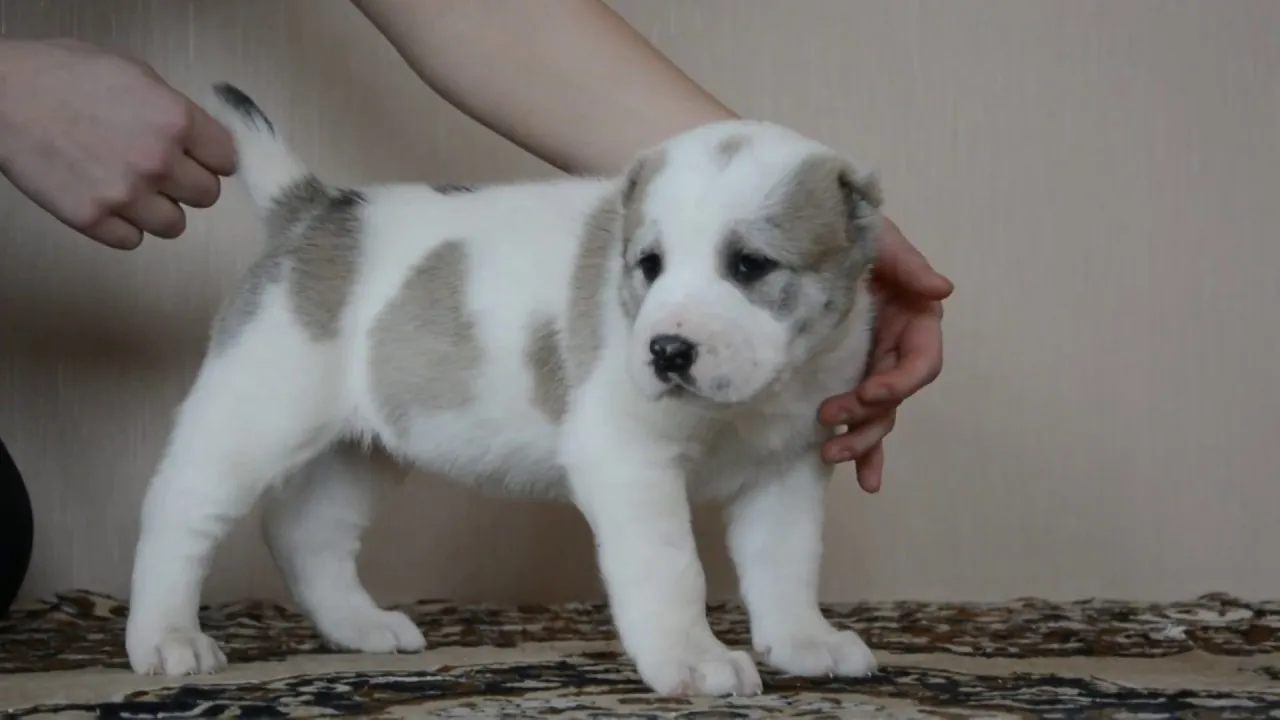 Щенок алабай фото месяц. Алабай собака щенок 1 месяц. Алабай щенок 1 месяц. Щенок алабая 1 месяц. Среднеазиатская овчарка щенки 1 месяц.