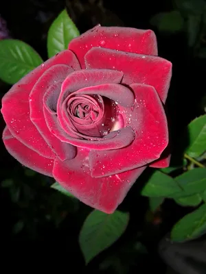 Алая роза отображенная в формате jpg