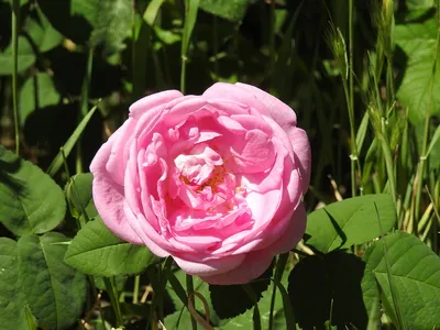Восхитительное изображение алой розы в формате png