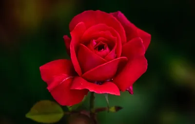 Фотография изумительной алой розы для вашего выбора