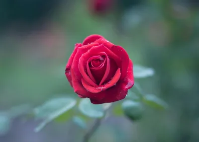 Удивительное фото алой розы высокого качества
