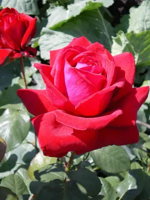 Изображение алой розы в формате png