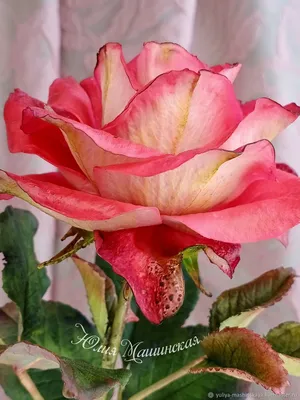 Красочная фотография алой розы в формате jpeg