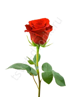 Фото изысканной алой розы на выбор