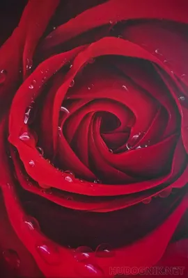 Фото прекрасной алой розы для скачивания