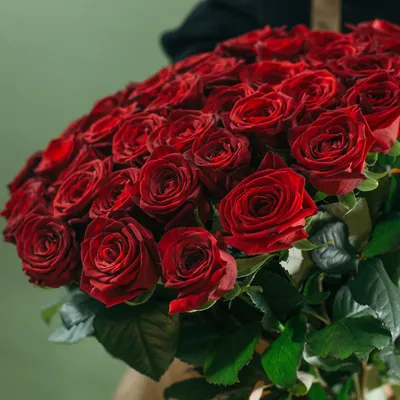 Изображение великолепной алой розы на ваш выбор