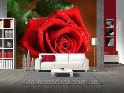 Восхитительное изображение алой розы в формате png