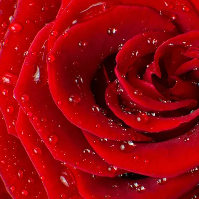 Изображение прекрасной алой розы на ваш вкус