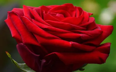 Уникальное изображение алой розы высокого разрешения