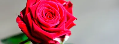 Изысканное изображение алой розы на ваш выбор