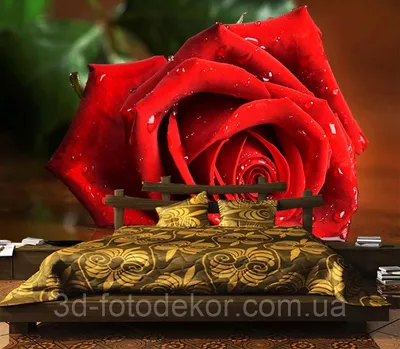 Фото красивой алой розы в формате jpg