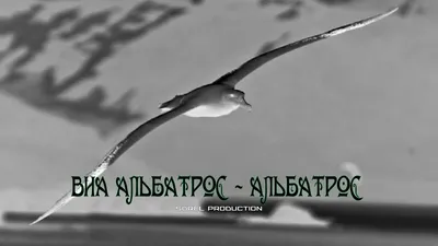 Альбатрос на просторах Тихого океана