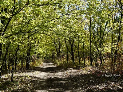 Пейзажные фото Александровского леса - наслаждайтесь красотой природы