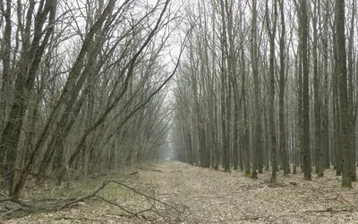 Необыкновенные пейзажи Александровского леса на наших фото