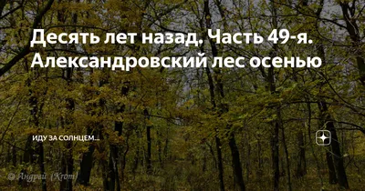 Погрузись в атмосферу Александровского леса с помощью наших фото