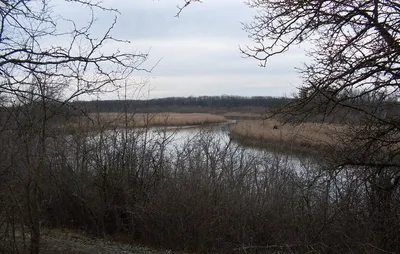 Изумительные фотографии природы Александровского леса