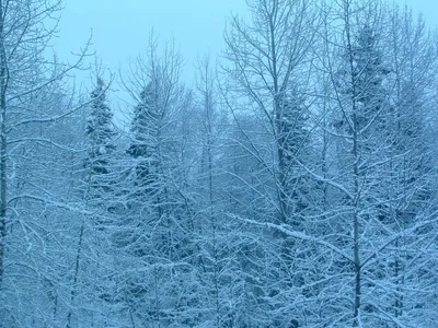 Природная зимняя симфония: Фотографии Аляски в разных размерах