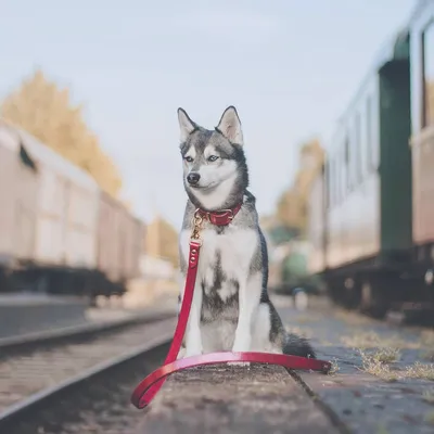 Фотография Аляскинского кли-кай в снежной пустоши