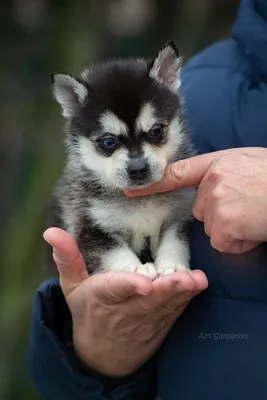 Фотка Аляскинского кли-кай во время прогулки на природе