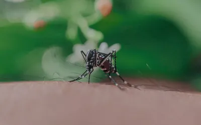 Фотографии комаров в 4K разрешении