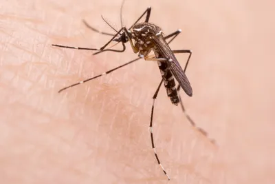Картинка аллергии на укус комара у ребенка