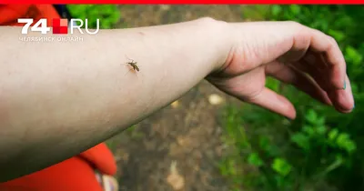 Фотографии комаров и мошек с полезной информацией об аллергии