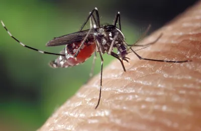 Фото комаров и мошек в разных разрешениях