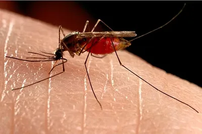 Аллергия на укусы комаров и мошек: фото и симптомы аллергической реакции