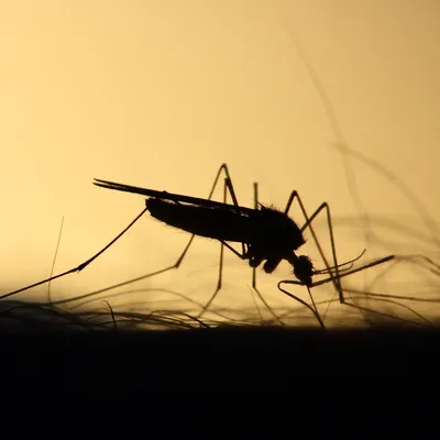 Изображения комаров скачать бесплатно в HD