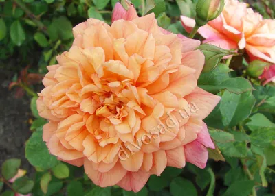Красивое изображение розы Aloha