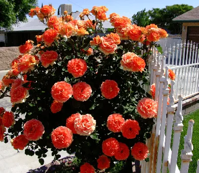 Изображение розы Aloha с возможностью выбора размера