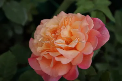 Фото розы Aloha для использования на сайте