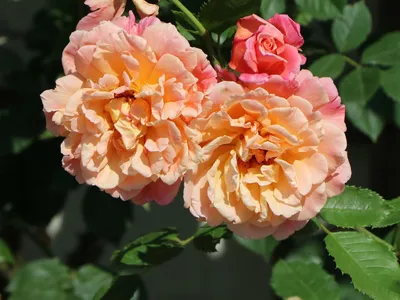 Красивое изображение розы Aloha для загрузки