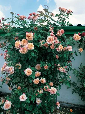 Прекрасная картинка розы Aloha
