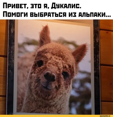 Альпака смеется на фото: маленький размер, JPG